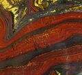 Polished Tiger Iron Stromatolite - ( Billion Years) #75833-1